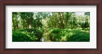 Framed Trees in a botanical garden, Jardim Botanico, Zona Sul, Rio de Janeiro, Brazil