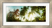 Framed Sunlight shining through the palm trees, Morro De Sao Paulo, Tinhare, Cairu, Bahia, Brazil