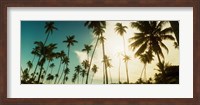 Framed Palm trees along the beach in Morro De Sao Paulo, Tinhare, Cairu, Bahia, Brazil