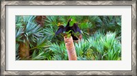Framed Anhinga (Anhinga anhinga) on a tree, Boynton Beach, Florida