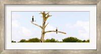 Framed Low angle view of Cormorants (Phalacrocorax carbo) on a tree, Boynton Beach, Florida, USA