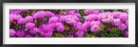 Framed Hydrangeas flowers, Union Township, Union County, New Jersey, USA