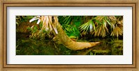 Framed Green Turtle (Chelonia mydas) in a pond, Boynton Beach, Florida, USA