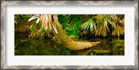 Framed Green Turtle (Chelonia mydas) in a pond, Boynton Beach, Florida, USA