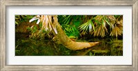 Framed Green Turtle (Chelonia mydas) in a pond, Boynton Beach, Florida, USA