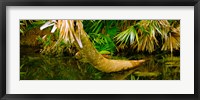 Framed Green Turtle (Chelonia mydas) in a pond, Boynton Beach, Florida, USA