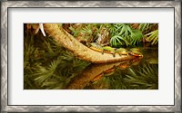 Framed Green Turtles (Chelonia mydas) on a tree overhanging on pond, Boynton Beach, Florida, USA