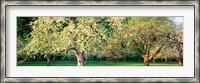 Framed Apple orchard, Quebec, Canada