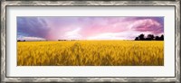 Framed Wheat crop in a field, Saint-Blaise-sur-Richelieu, Quebec, Canada