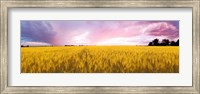 Framed Wheat crop in a field, Saint-Blaise-sur-Richelieu, Quebec, Canada