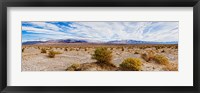 Framed Bushes in a desert, Death Valley, Death Valley National Park, California, USA