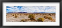 Framed Bushes in a desert, Death Valley, Death Valley National Park, California, USA
