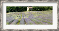 Framed Barn in the lavender field, Luberon, Provence, France