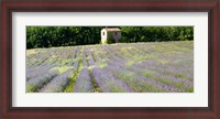 Framed Barn in the lavender field, Luberon, Provence, France