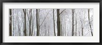 Framed Snow covered trees in a forest, Wotton, Gloucester, Gloucestershire, England