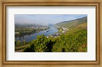 Framed Vineyards with village at riverfront, Mosel River, Kaimt Mosel Village, Mosel Valley, Rhineland-Palatinate, Germany