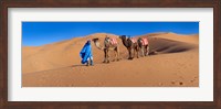 Framed Tuareg man leading camel train in desert, Erg Chebbi Dunes, Sahara Desert, Morocco