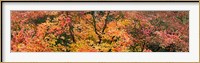 Framed Multi-Colored Autumn Leaves, Gloucestershire, England