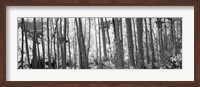 Framed Aspen tree trunks in black and white, Colorado, USA