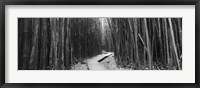 Framed Bamboo forest in black and white, Oheo Gulch, Seven Sacred Pools, Hana, Maui, Hawaii, USA