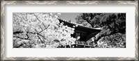 Framed Golden Gate Park, Japanese Tea Garden (black & white)