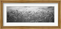 Framed Wheat crop growing in a field, Palouse Country, Washington State (black and white)