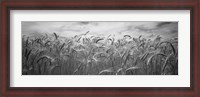 Framed Wheat crop growing in a field, Palouse Country, Washington State (black and white)