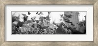 Framed Low angle view of a flock of pigeons, St. Mark's Square, Venice, Italy