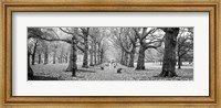 Framed Trees along a footpath in a park, Green Park, London, England (black and white)
