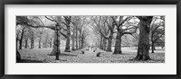 Framed Trees along a footpath in a park, Green Park, London, England (black and white)