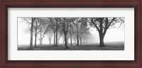 Framed Trees in a park during fog, Wandsworth Park, Putney, London, England (black and white)