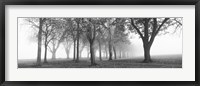 Framed Trees in a park during fog, Wandsworth Park, Putney, London, England (black and white)