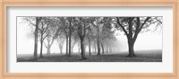 Framed Trees in a park during fog, Wandsworth Park, Putney, London, England (black and white)