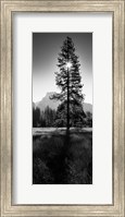 Framed Sun Behind Pine Tree, Half Dome, Yosemite Valley, California, USA