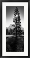 Framed Sun Behind Pine Tree, Half Dome, Yosemite Valley, California, USA