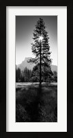 Framed Sun Behind Pine Tree, Half Dome, Yosemite Valley, California, USA
