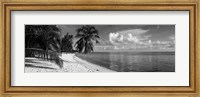 Framed Palm trees on the beach, Matira Beach, Bora Bora, French Polynesia
