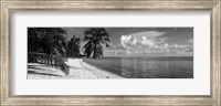 Framed Palm trees on the beach, Matira Beach, Bora Bora, French Polynesia