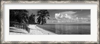 Framed Palm trees on the beach, Matira Beach, Bora Bora, French Polynesia