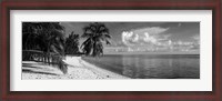 Framed Palm trees on the beach, Matira Beach, Bora Bora, French Polynesia