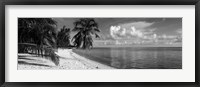 Framed Palm trees on the beach, Matira Beach, Bora Bora, French Polynesia