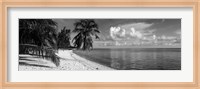 Framed Palm trees on the beach, Matira Beach, Bora Bora, French Polynesia