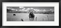 Framed Horses Grazing at Kolob Reservoir, Utah (black & white)