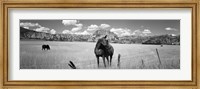 Framed Horses Grazing at Kolob Reservoir, Utah (black & white)