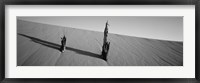 Framed Dead Pines at Coral Pink Sand Dunes State Park, Utah (black & white)