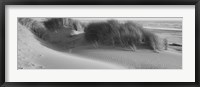 Framed Grass on the beach, Pacific Ocean, Bandon State Natural Area, Bandon, Oregon, USA