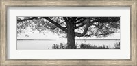 Framed Tree on a Lake, Wisconsin (black & white)