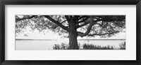 Framed Tree on a Lake, Wisconsin (black & white)