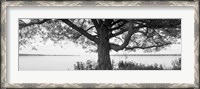 Framed Tree on a Lake, Wisconsin (black & white)