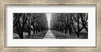 Framed Trees along a walkway in black and white, Niagara Falls, Ontario, Canada